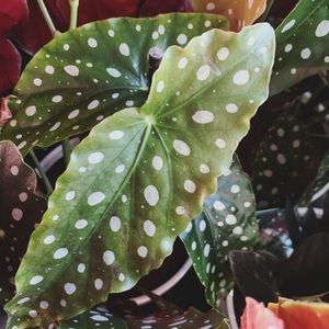 RARE! Begonia Maculata Polka Dot!! LIVE PLANT!! 🌱